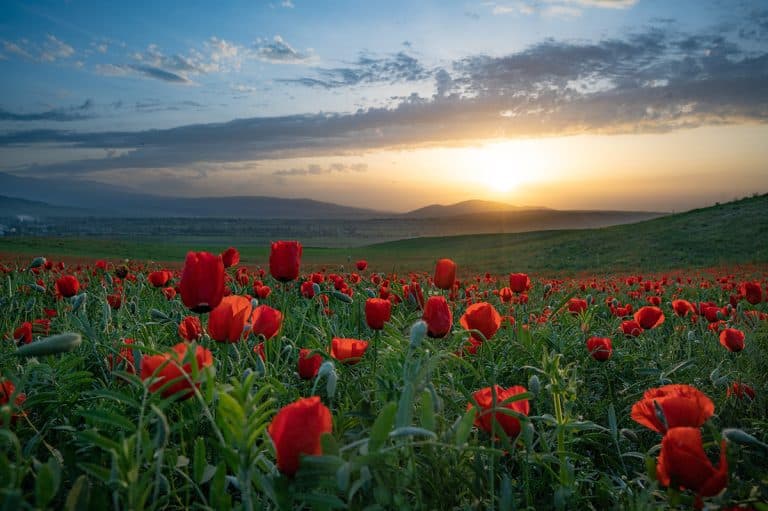 Rote Mohnblumen auf einer Wiese im Abendlicht
